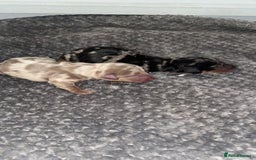 Miniature Dachshund dogs for stud: Isabella & Tan Miniature Daschund Stud - Image 7