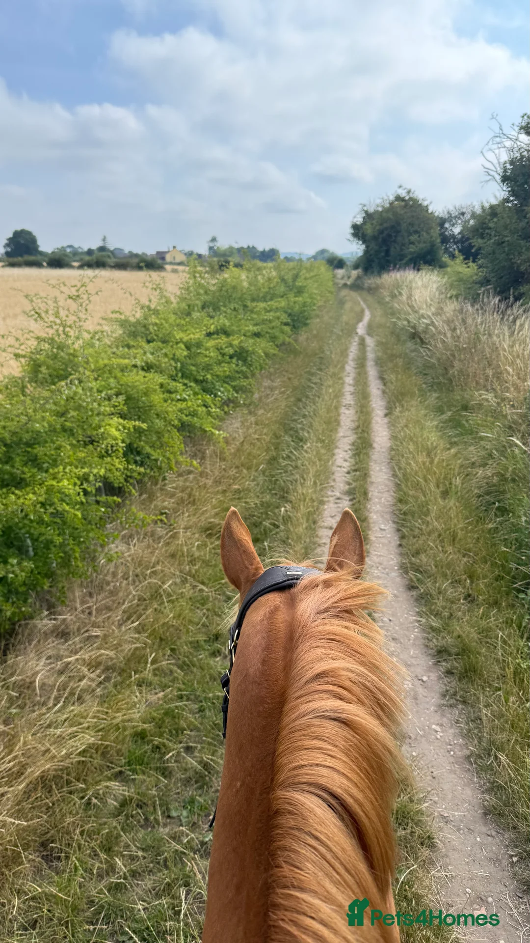 English Thoroughbred horses for sale: 15.3 tb gelding   - Advert 10