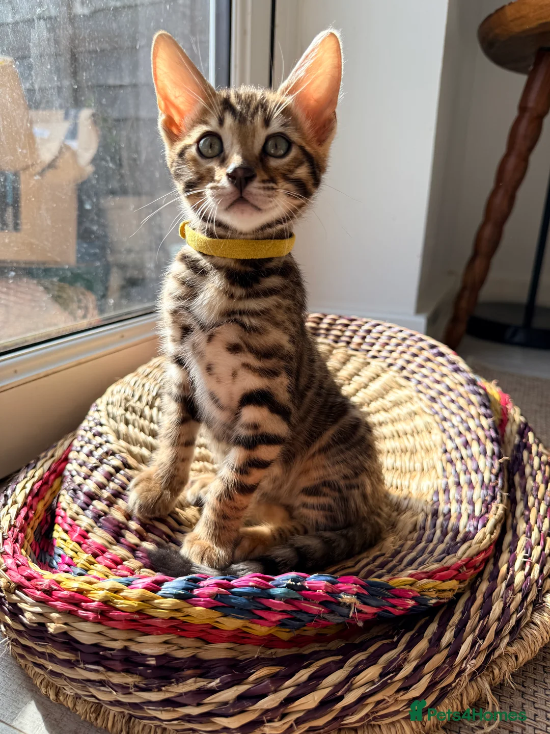 Bengal cats for sale: Stunning Bengal Kittens – Home Raised & Beautiful - Advert 2