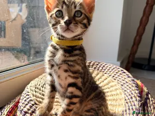 Bengal cats Stunning Bengal Kittens – Home Raised & Beautiful - Advert 6