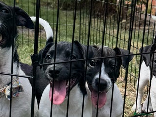 Jack Russell dogs - Advert 6