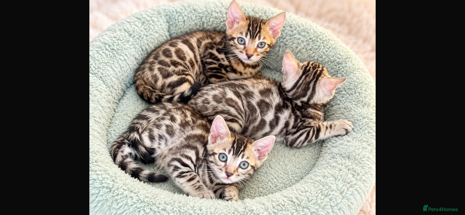 Bengal cats 🤎 BENGAL 🔥 KITTENS, TICA REGISTERED 🩶  - Advert 6
