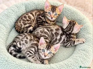 Bengal cats 🤎 BENGAL 🔥 KITTENS, TICA REGISTERED 🩶 - Advert 6