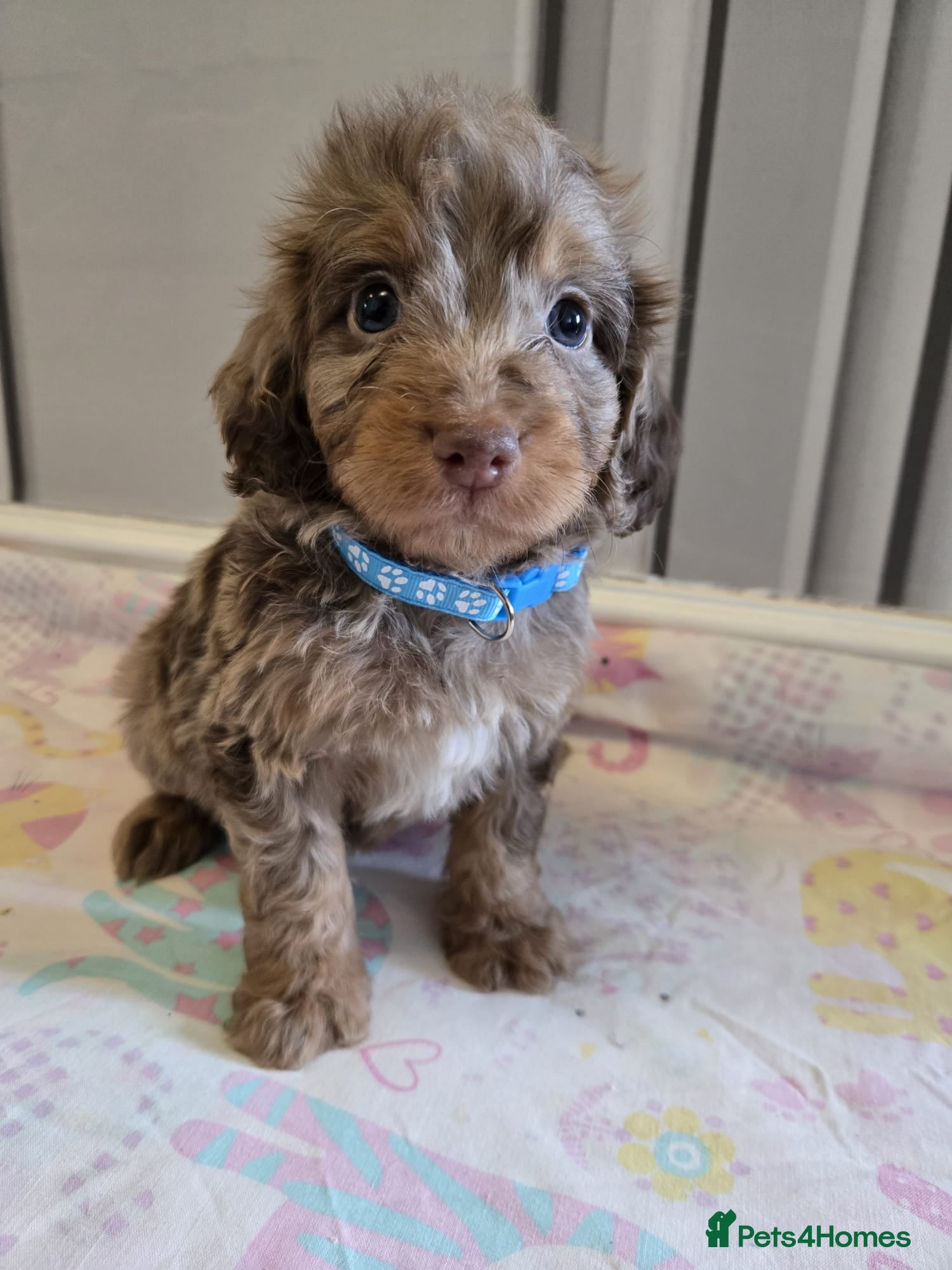 Cockapoo dogs Beautiful Cockapoo babies - Advert 2