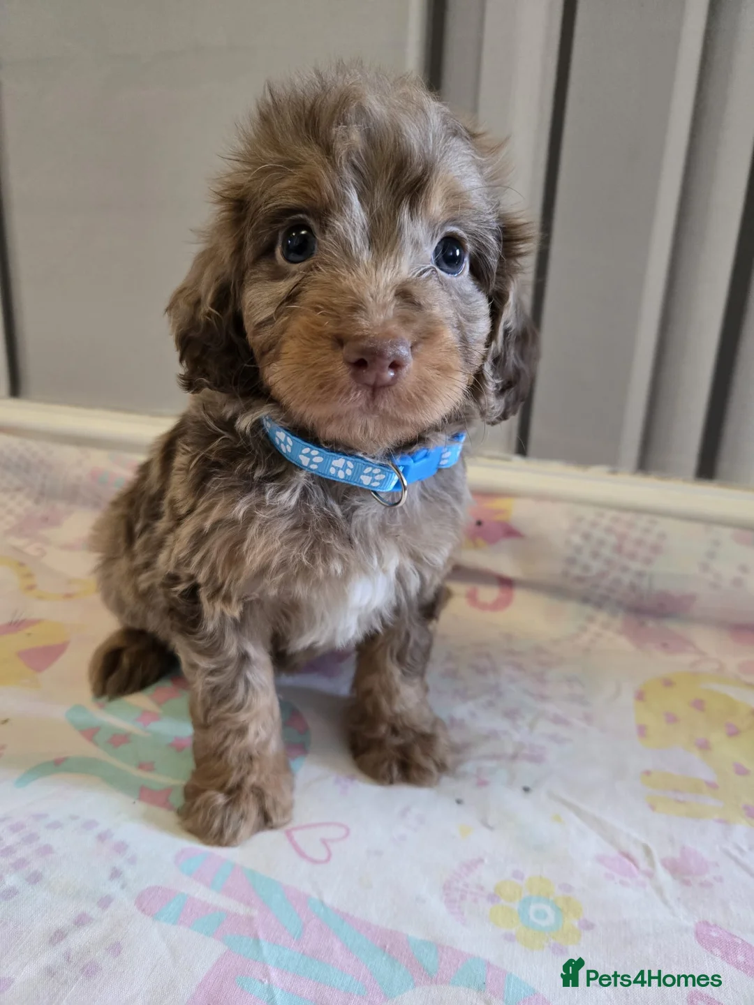 Cockapoo dogs for sale: Beautiful Cockapoo babies in Barnsley - Advert 1