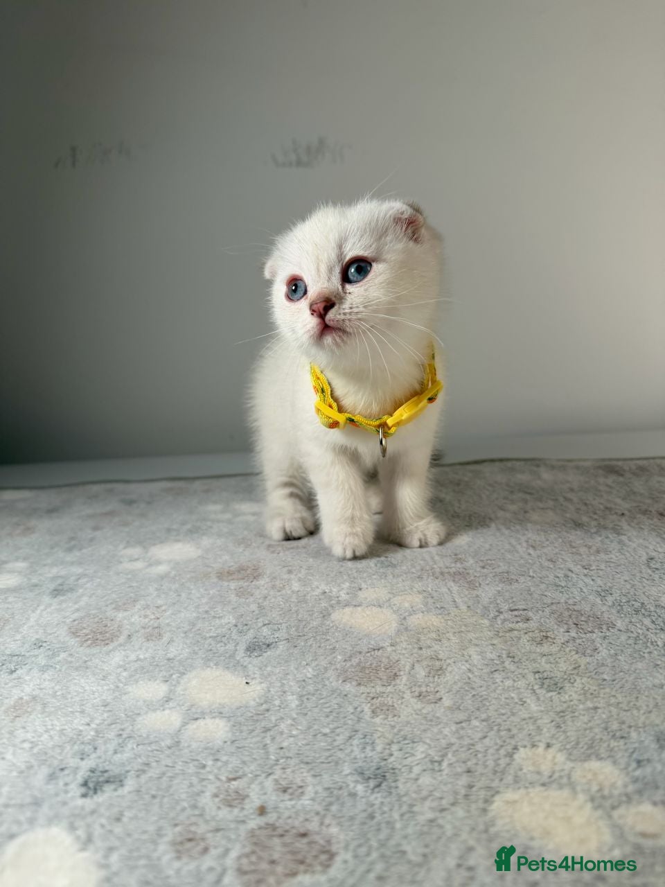 Scottish Fold cats ⭐️ Beautiful Scottish Folds - 1 left! 🐈 - Advert 1