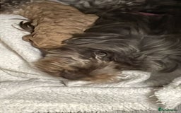 Mixed Breed dogs for sale: Beautiful cocker/cavapoo puppies  - Image 5
