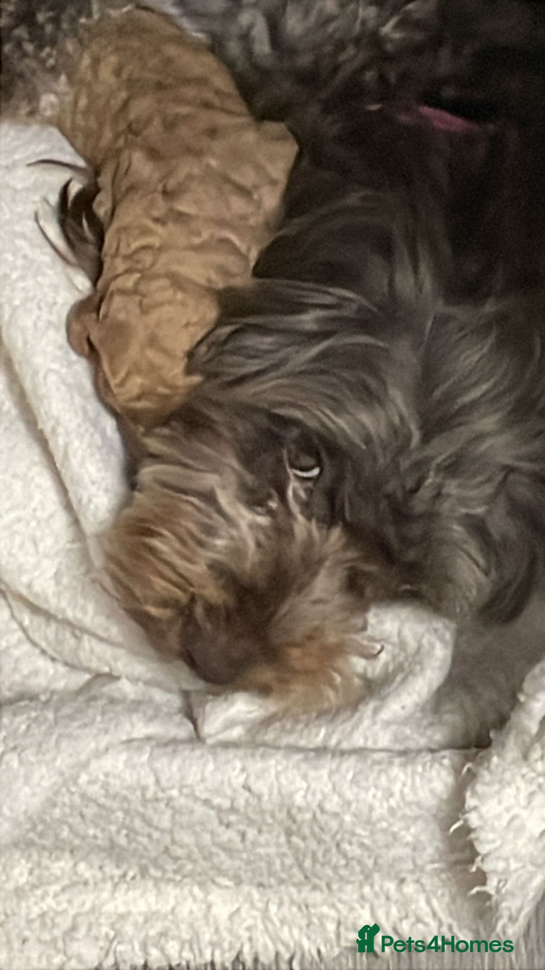 Mixed Breed dogs for sale: Beautiful cocker/cavapoo puppies  - Image 5