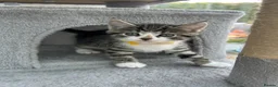 Mixed Breed cats for sale: Mixed breed kittens  - Advert 23