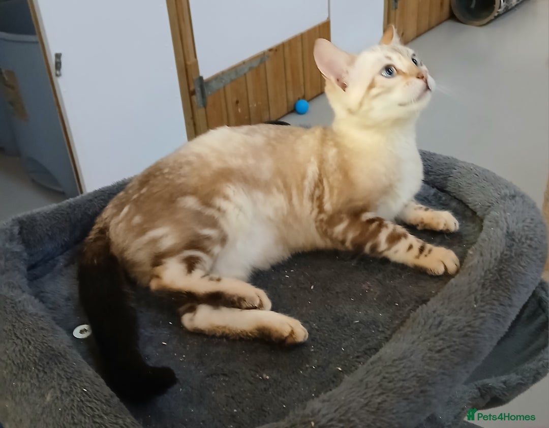 Bengal cats for sale: Beautiful Bengal kittens - Advert 23