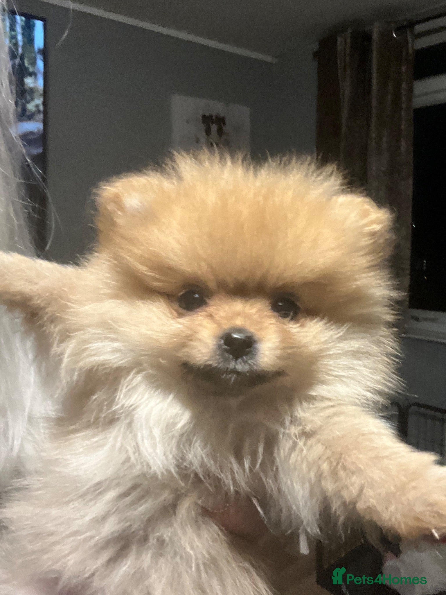 Pomeranian dogs XS real Teddy Bear Pomeranian puppies 🥰🐾🐾 - Advert 6