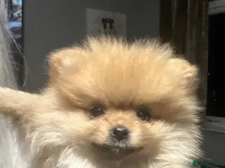 Pomeranian dogs XS real Teddy Bear Pomeranian puppies 🥰🐾🐾 - Advert 6