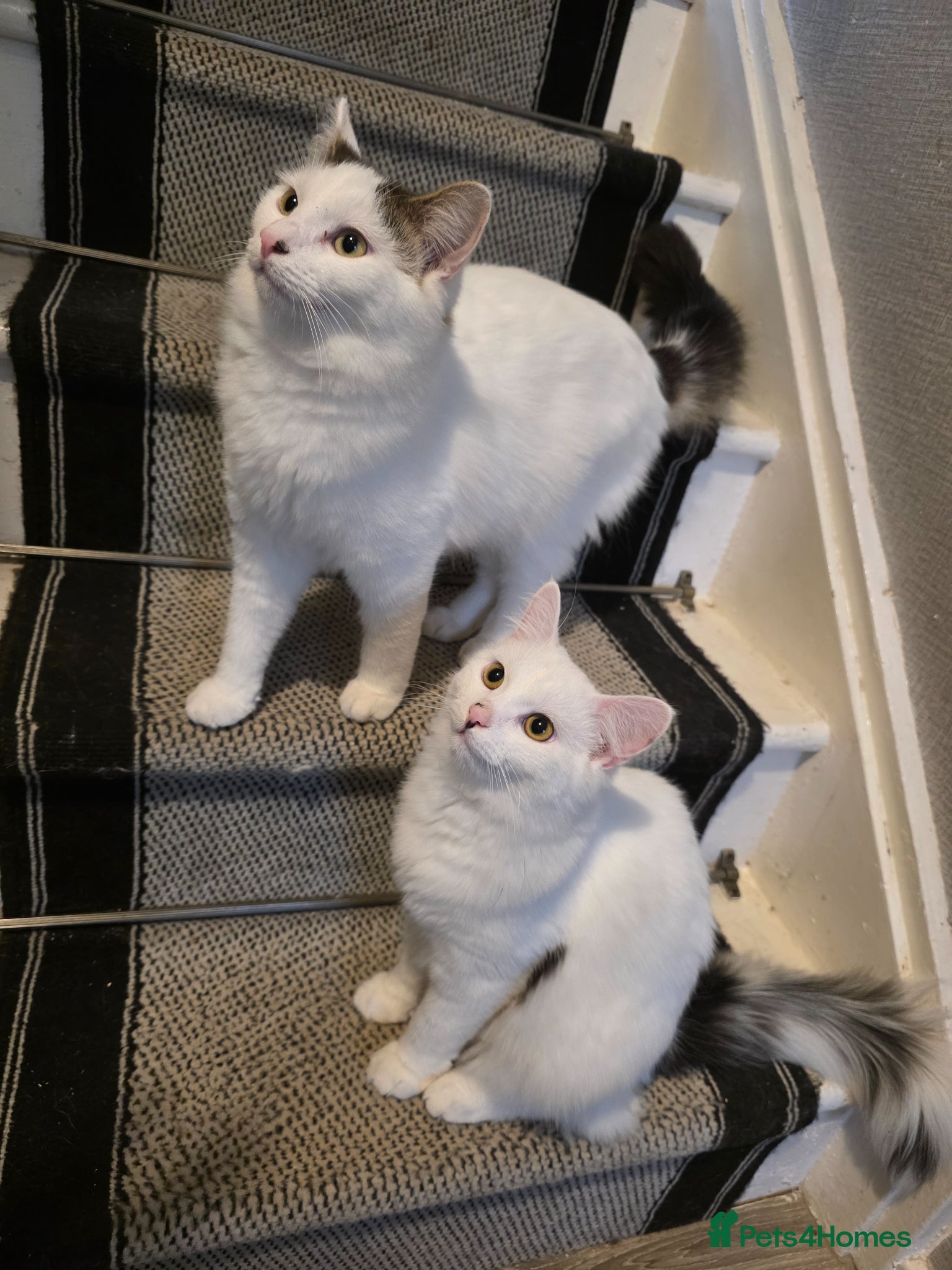 Mixed Breed cats Two brothers needing a forever home - Advert 15