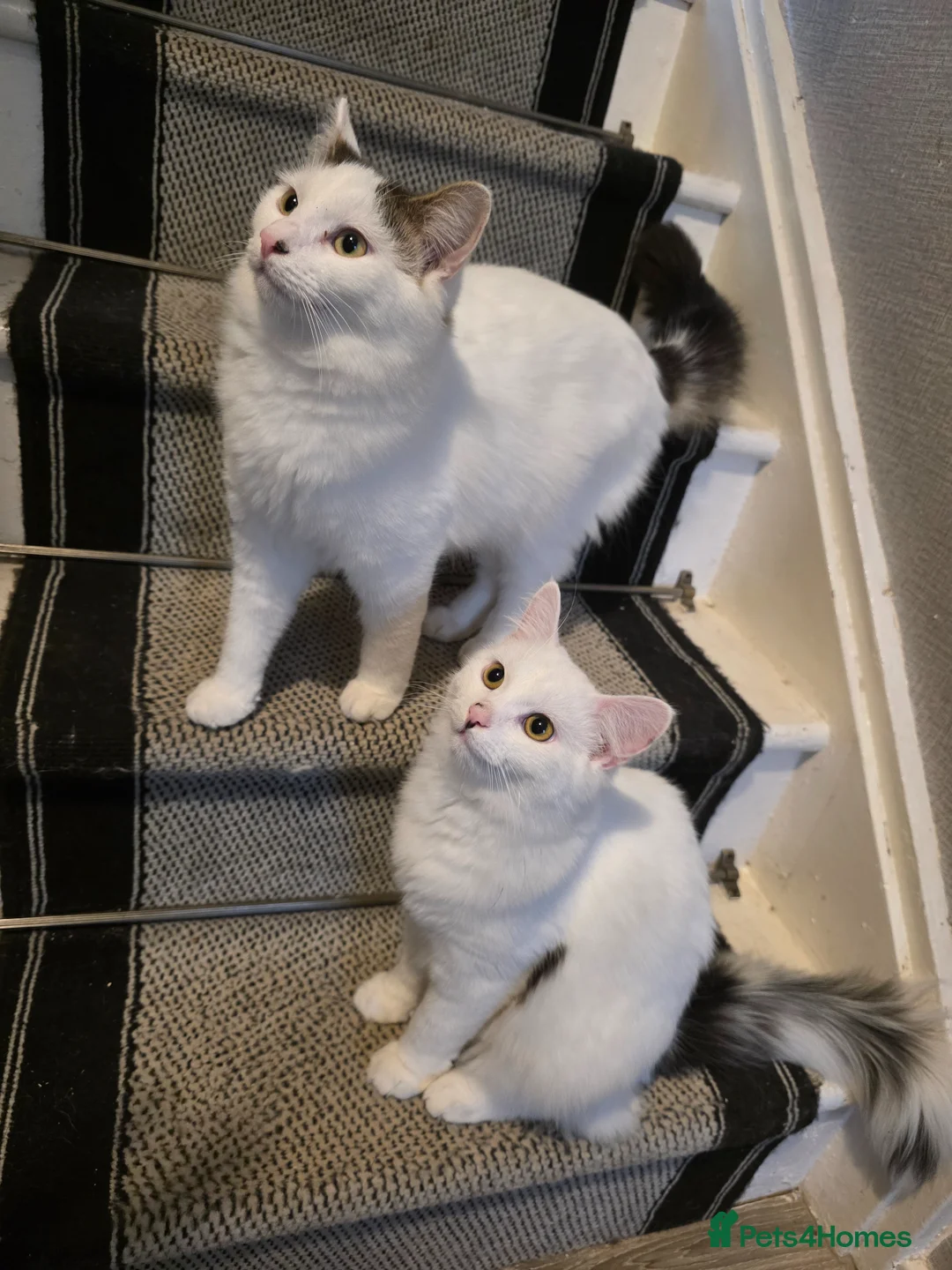Mixed Breed cats for sale: Two brothers needing a forever home - Advert 2