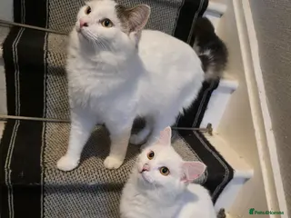 Mixed Breed cats Two brothers needing a forever home - Advert 15