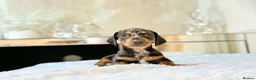 Miniature Dachshund dogs for sale: MINI DACHSHUND PUPPIES  - Advert 16