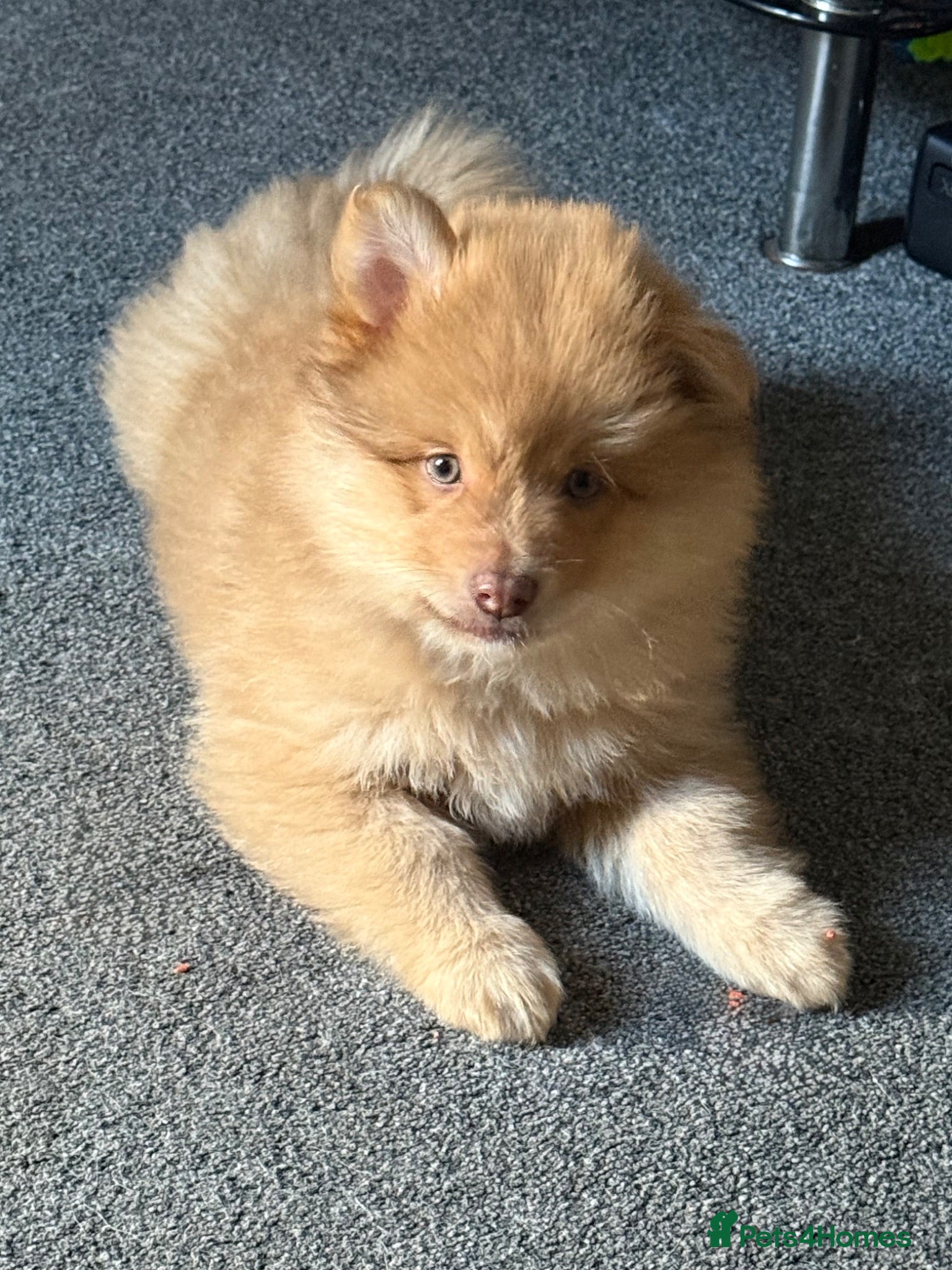Pomsky dogs F3 Rare honey merle pomsky ready for a new home  - Advert 4