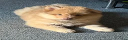 Pomsky dogs for sale: F3 Rare honey merle pomsky ready for a new home  - Advert 2