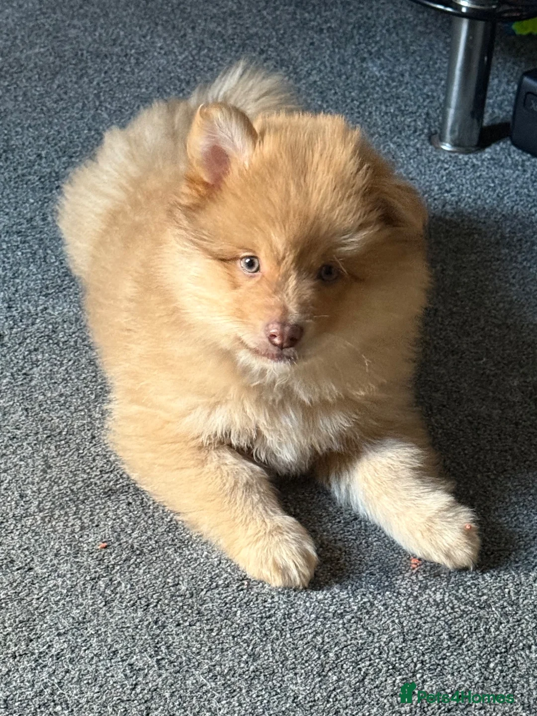 Pomsky dogs for sale: F3 Rare honey merle pomsky ready for a new home  - Advert 2