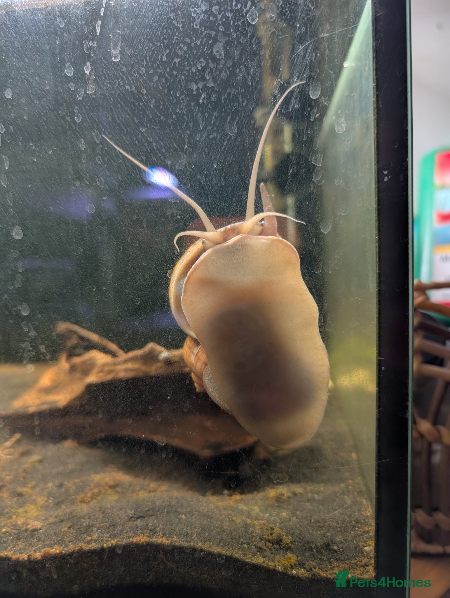 Snails fish Apple snail - Advert 12