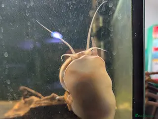 Snails fish Apple snail - Advert 2