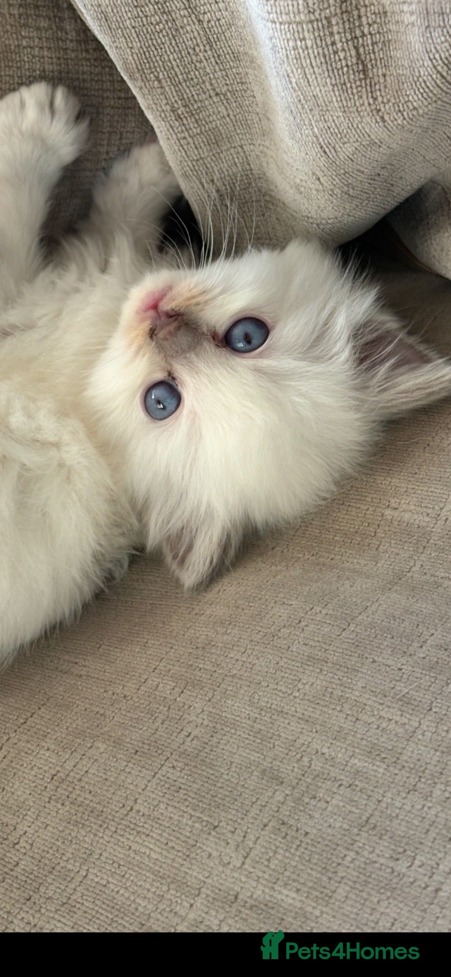 Ragdoll cats 🌺 Exceptional GCCF Babies 🌺 - Advert 5