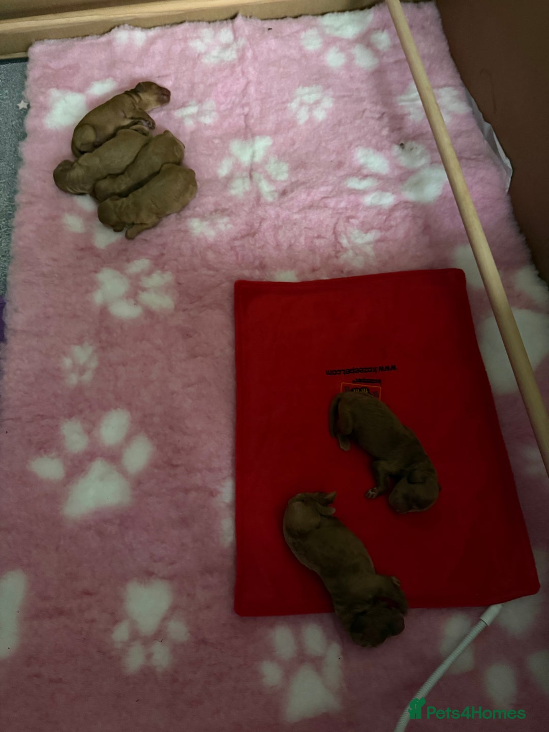 Cockapoo dogs for sale: Beautiful cockapoo puppies  - Image 4