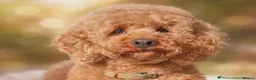 Cockapoo dogs for sale: Licenced breeder, red f1b cockapoo litter - Advert 10