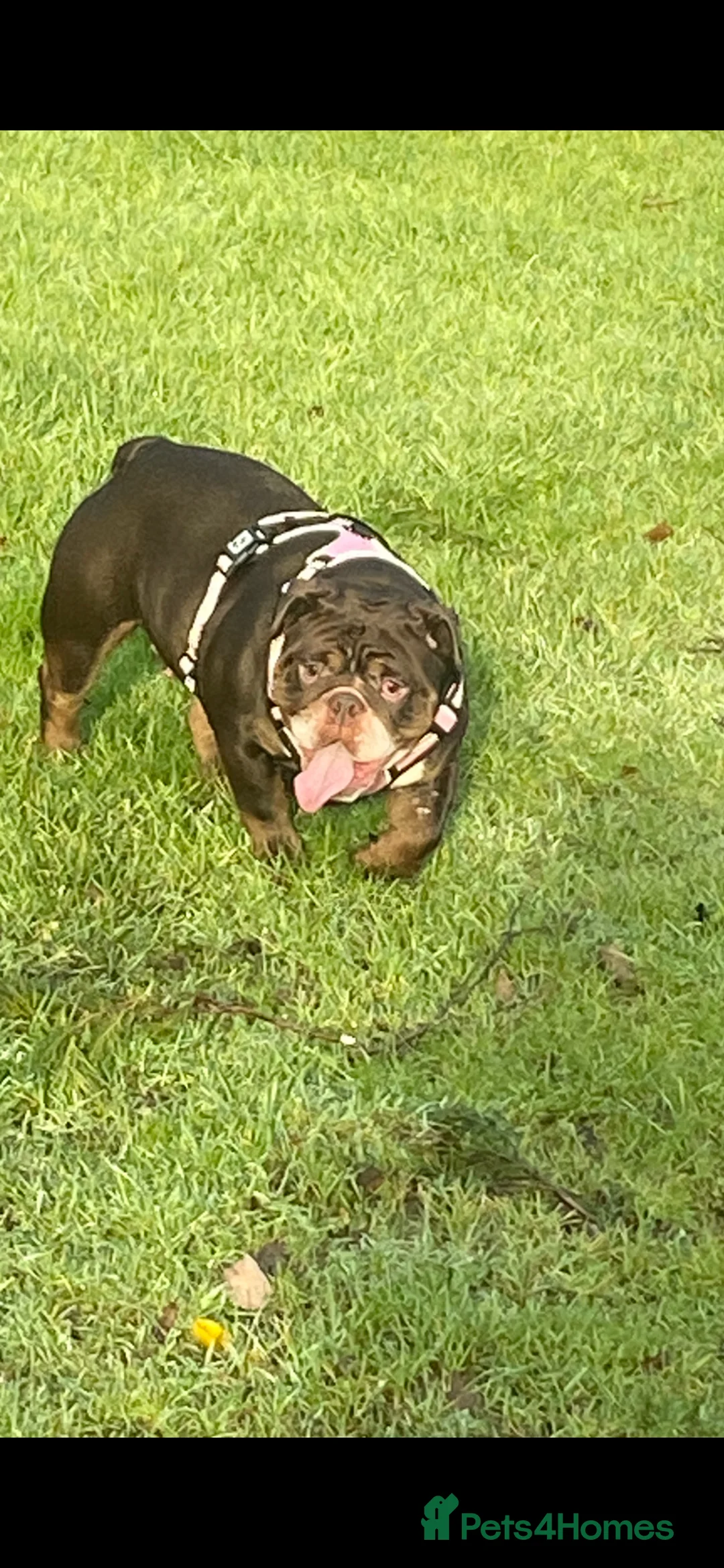 English Bulldog dogs for sale: 19 month old british bulldog female - Advert 6