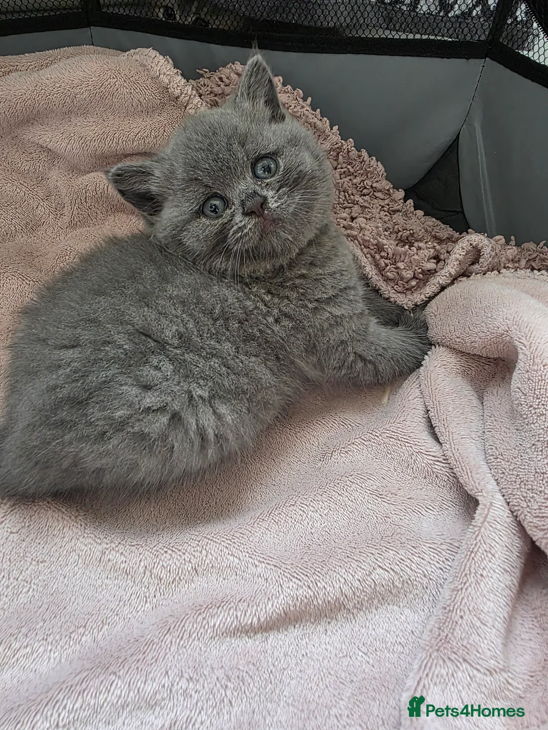 British Shorthair cats for sale: Last little boy ready to reserve  - Advert 4