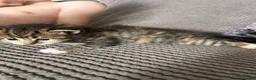 Mixed Breed cats for sale: Maine coon x ragdoll x kittens - Advert 19