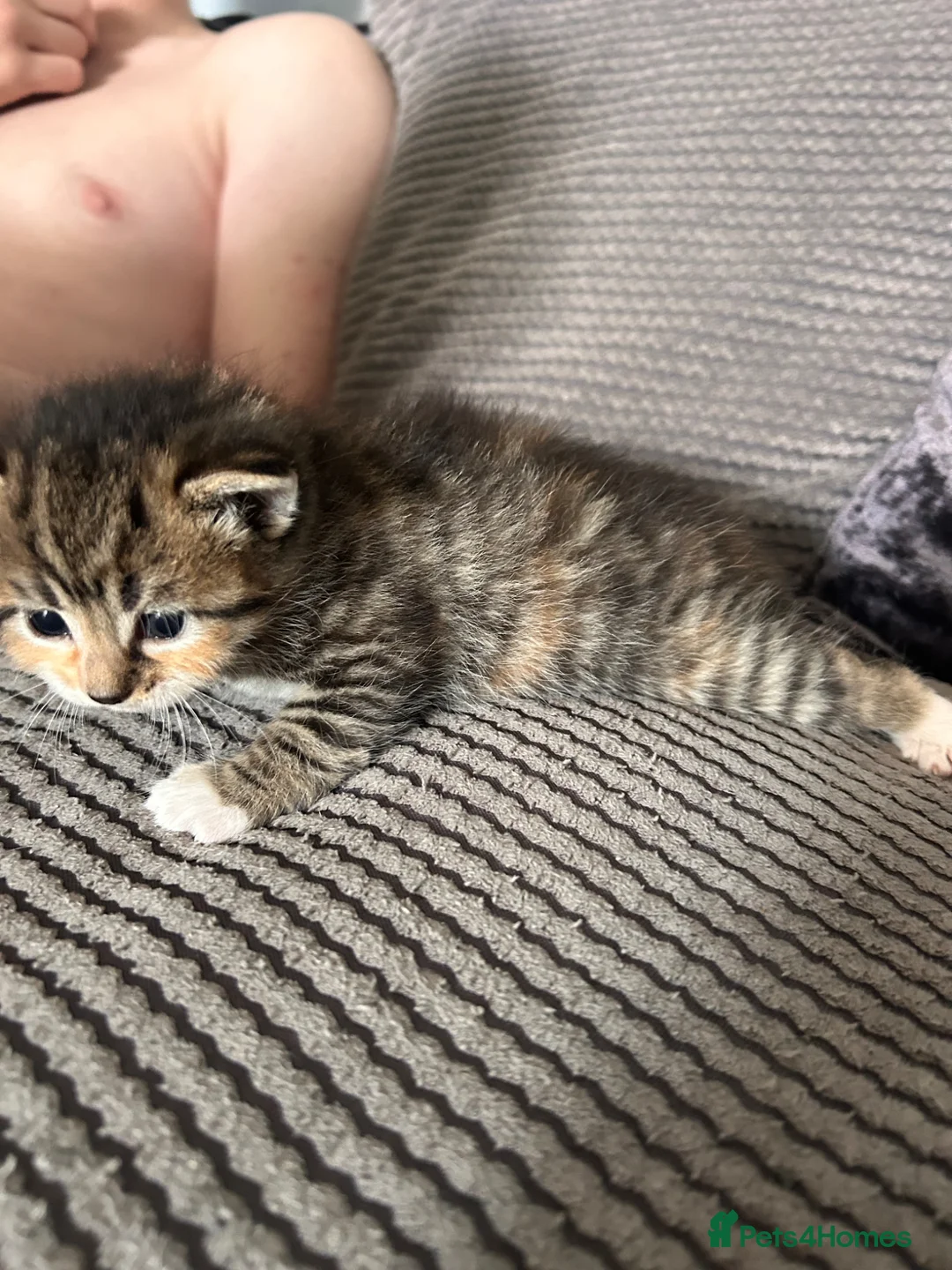 Mixed Breed cats for sale: Maine coon x ragdoll x kittens - Advert 19