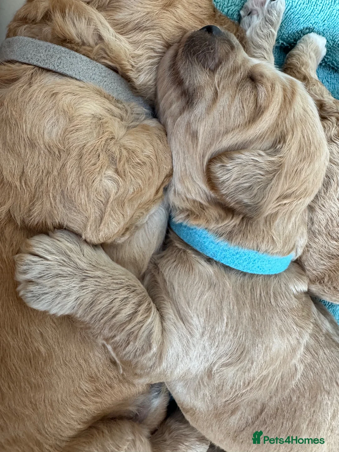 Mini Goldendoodle dogs for sale: Miniature Goldendoodle Ready 24th October!!!  - Advert 5