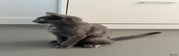 Scottish Fold cats for sale: Skyyy - Advert 7