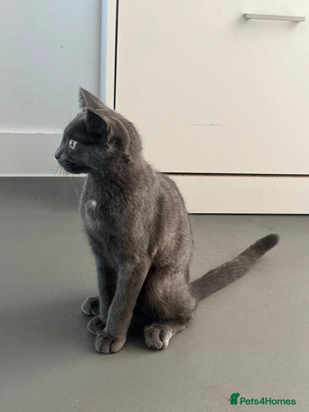 Scottish Fold cats for sale: Skyyy - Advert 7