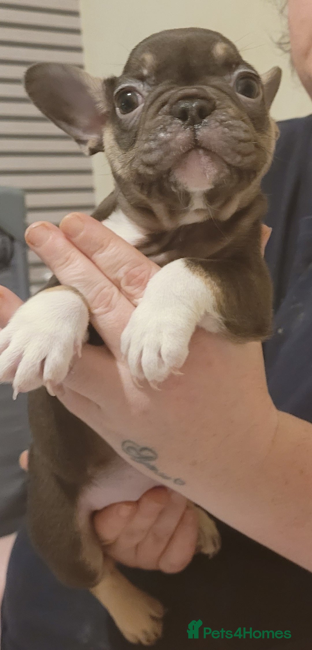 French Bulldog dogs for sale: 2 female French bulldogs - Advert 1