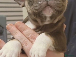 French Bulldog dogs 2 female French bulldogs - Advert 2