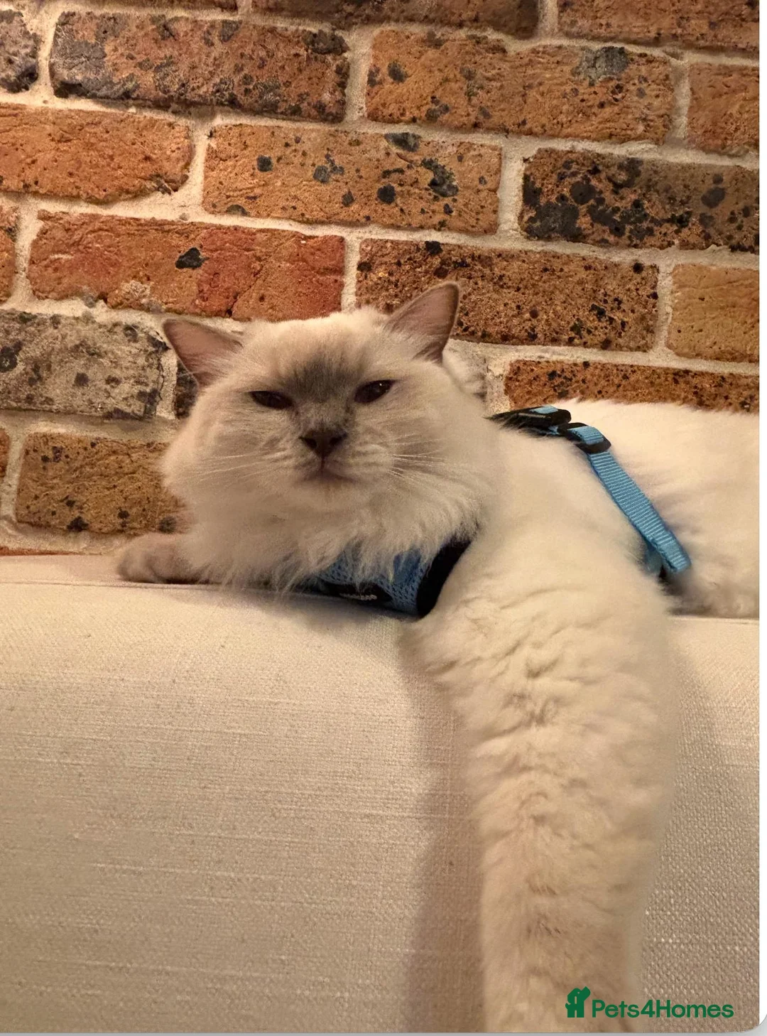 Ragdoll cats for sale: Lilac Ragdoll  - Advert 2