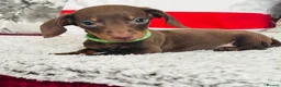 Miniature Dachshund dogs for sale: Beautiful miniature dachshund puppies - Advert 18