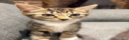 Mixed Breed cats for sale: Beautiful tabby kitten  - Advert 6
