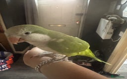 Parakeets birds for sale: Male Tame Quaker Parrot - Image 8