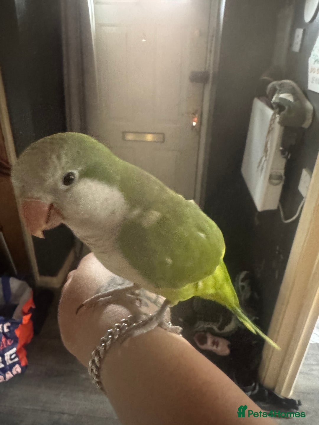 Parakeets birds for sale: Male Tame Quaker Parrot - Image 8