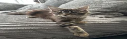 Maine Coon cats for sale: XXL Maine Coons Kittens Champion Sired  - Advert 22