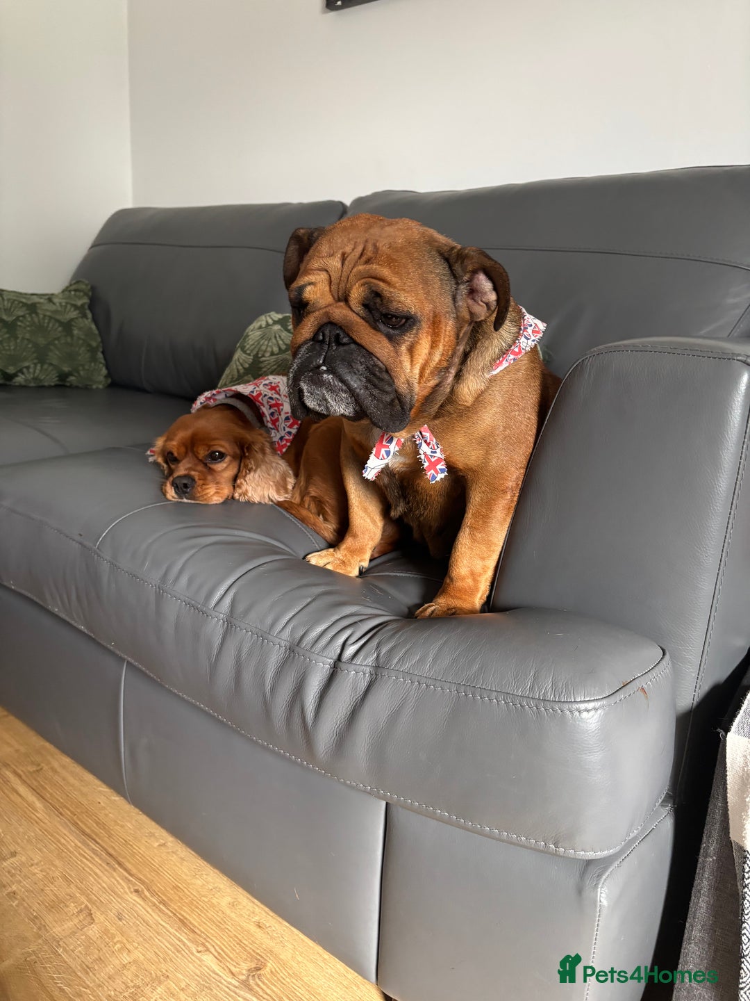 English Bulldog dogs for sale: Dollie looking for a quieter life - Advert 3