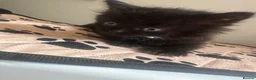 Mixed Breed cats for sale: 5 kittens looking for forever homes  - Advert 2