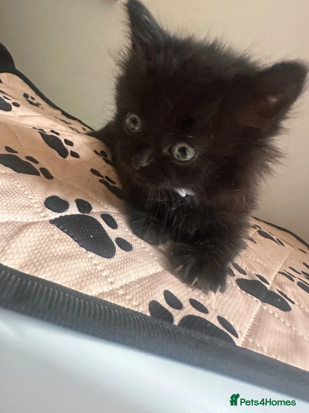 Mixed Breed cats for sale: 5 kittens looking for forever homes  - Advert 2