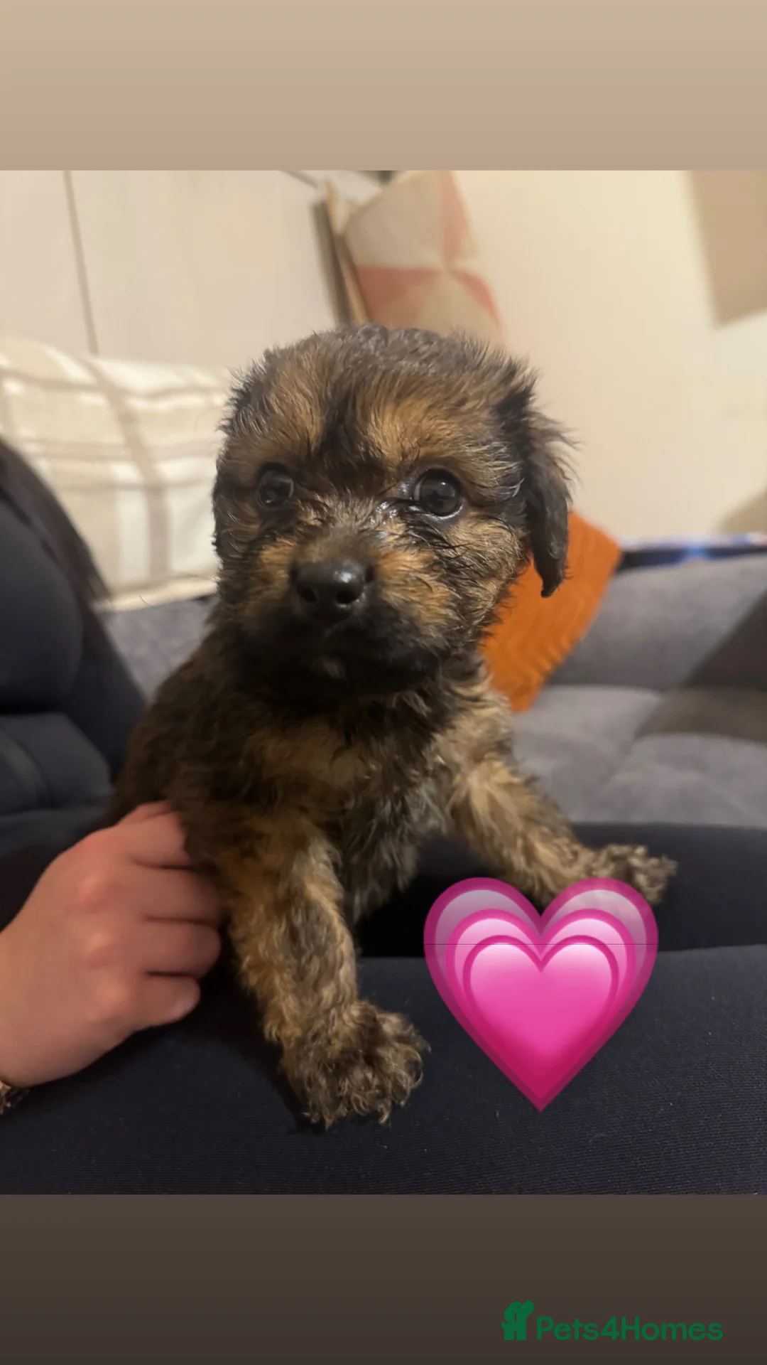 Mixed Breed dogs for sale: Rottweiler cross puppies - Advert 4