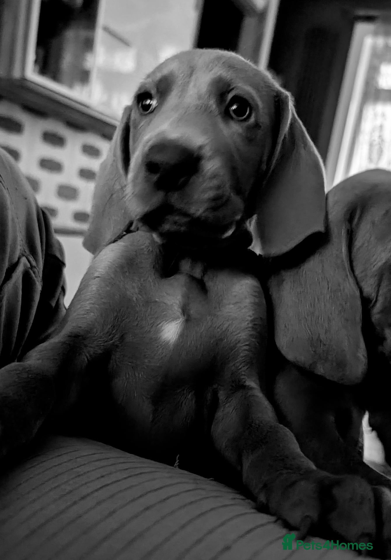 Weimaraner dogs Last 2 boys available  - Advert 2
