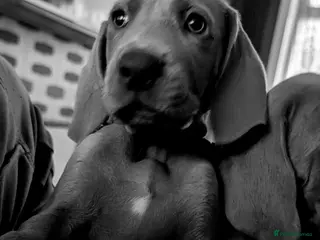 Weimaraner dogs Last 2 boys available - Advert 2