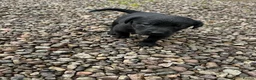 Labrador Retriever dogs for sale: Premium Labrador Puppies – Black and Charcoal - Advert 13